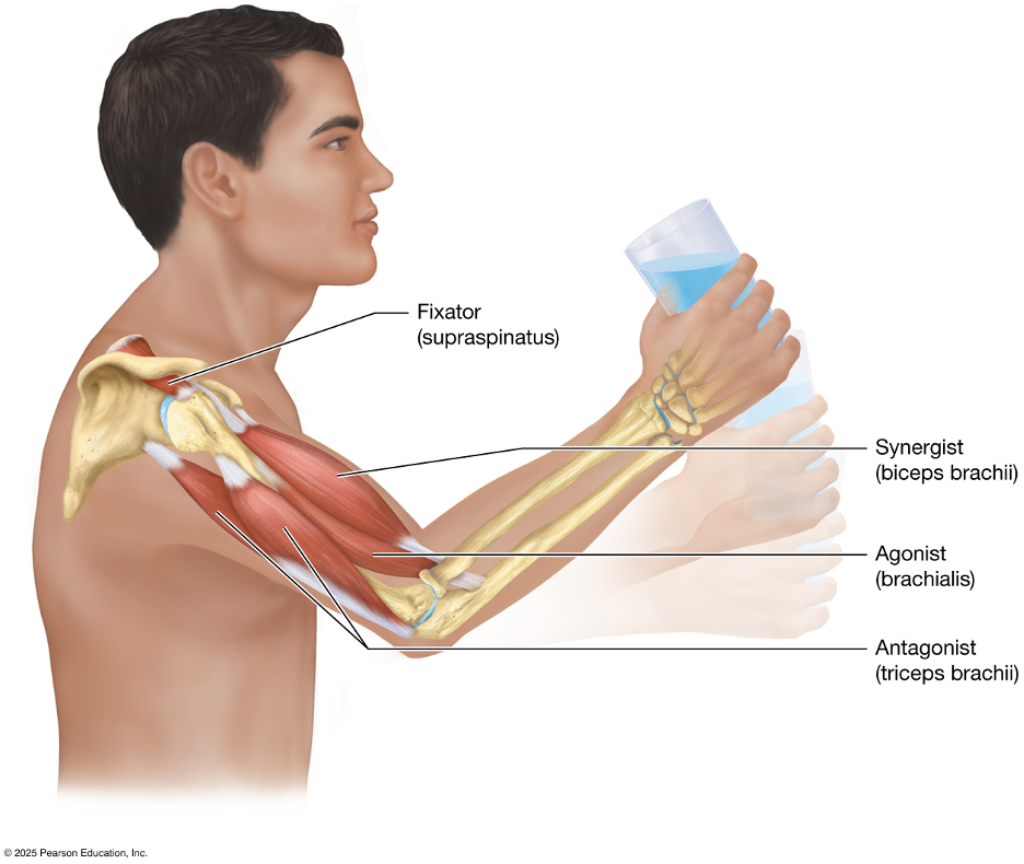 BIOL 206 Human Anatomy & Physiology I | Longwood University Anatomy and ...