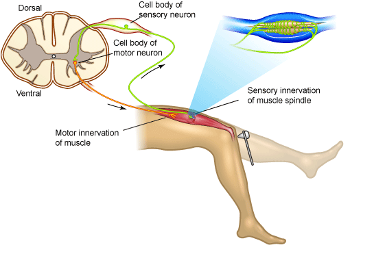 Description: Patellar-tendon-reflex-loop