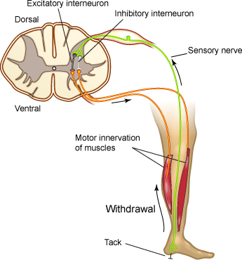 Description: withdrawal reflex