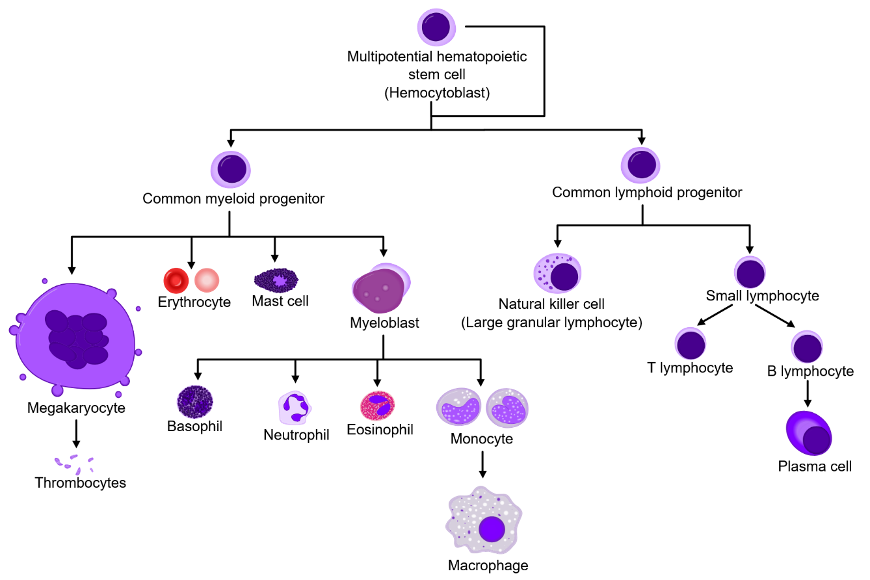flow chart showing the development of blood cells