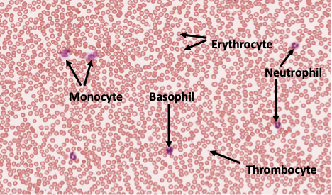 Histology slide of blood sample with labeled formed elements