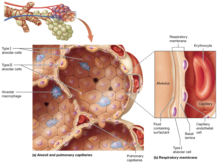 Lab 5: Respiratory System - Anatomy | Longwood University Anatomy and ...