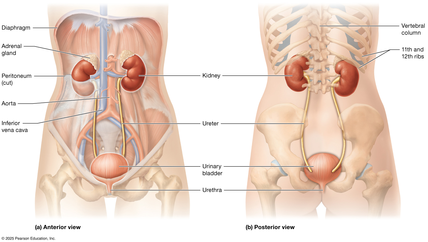 Anterior and posterior view of the urinary system.