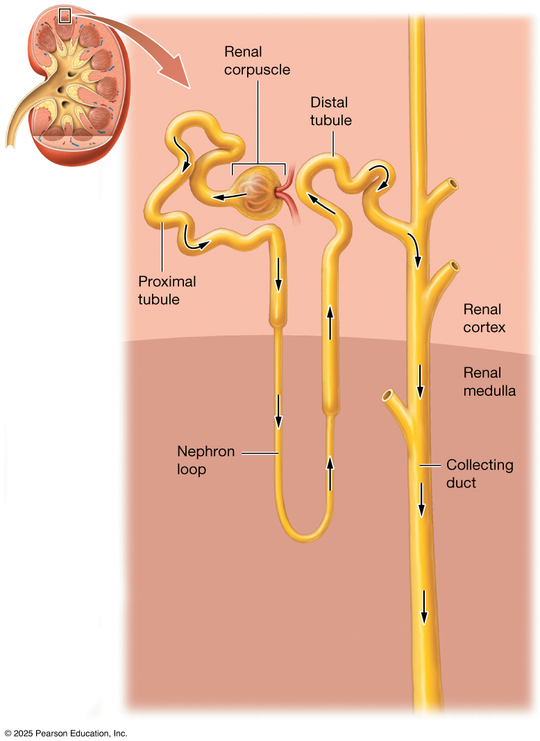 Nephron overview schematic.