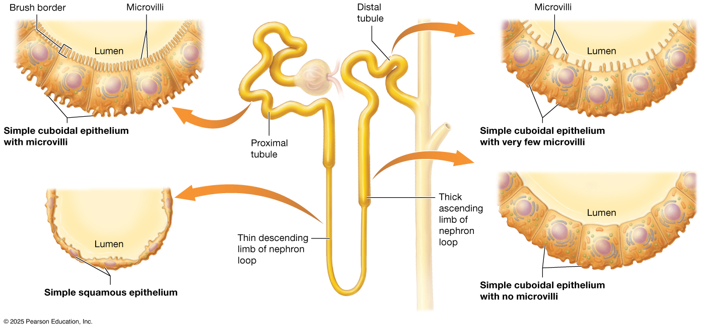 Epithelium types in the nephron.