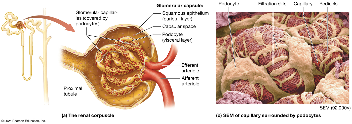 Renal corpuscle schematic and SEM of podocytes.