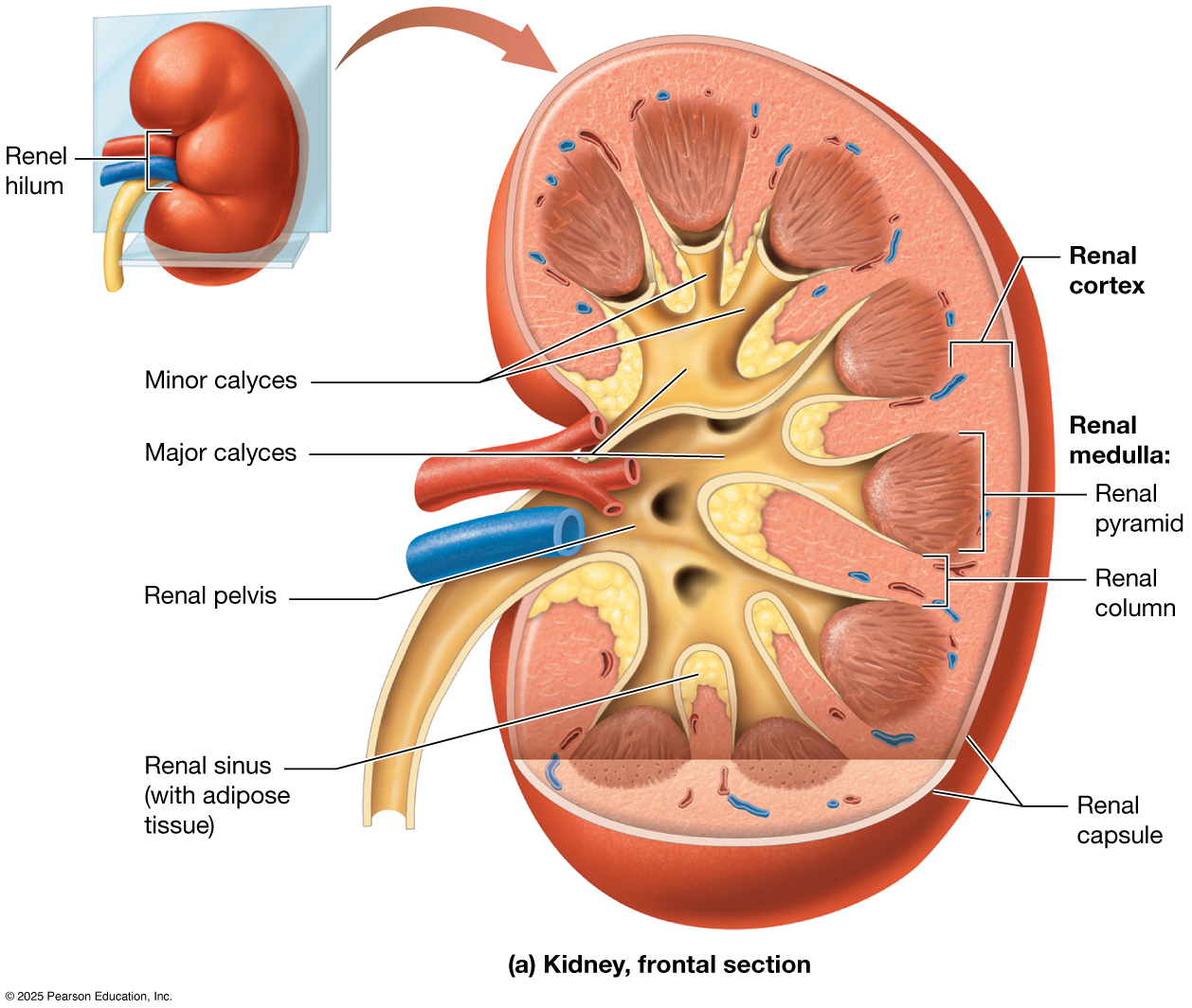Kidney frontal section showing internal anatomy.