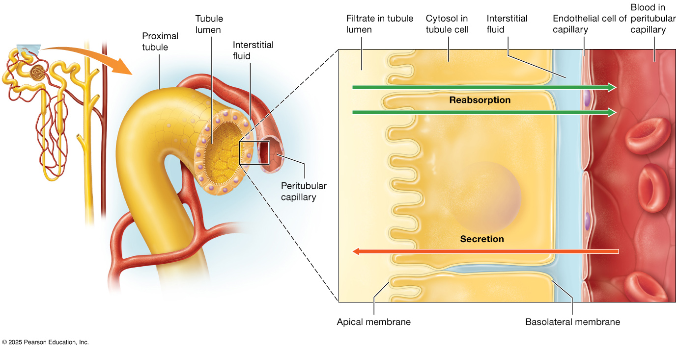 Proximal convoluted tubule reabsorption and secretion diagram.