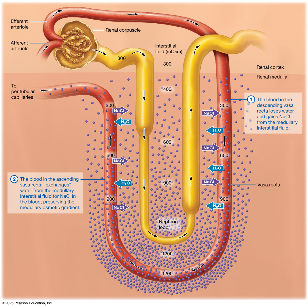 Loop of Henle and vasa recta osmolarity gradient diagram.