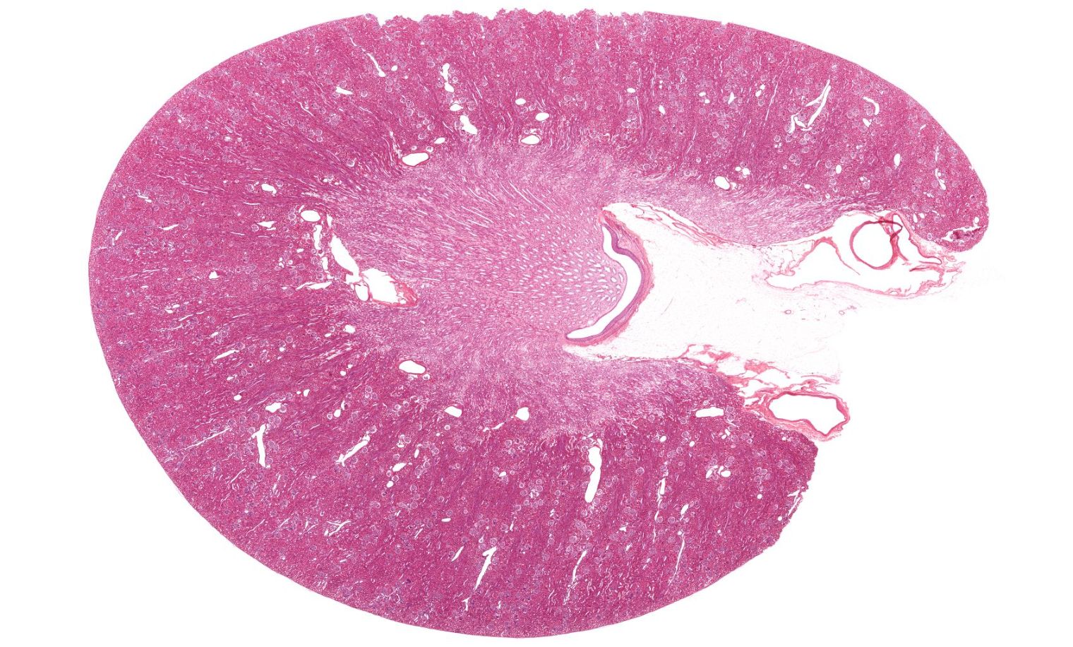 Whole kidney cross-section histology.