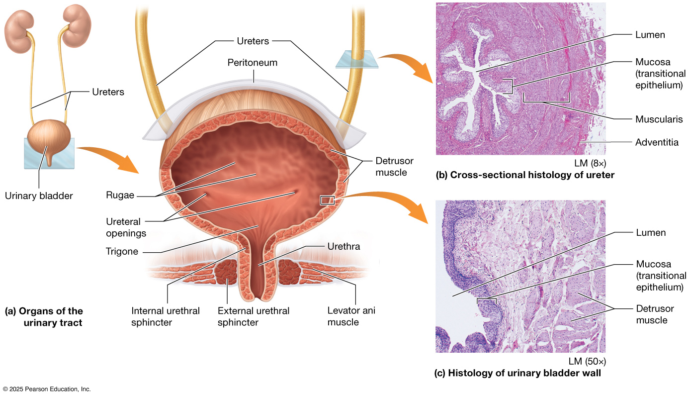 Urinary tract organs and histology.