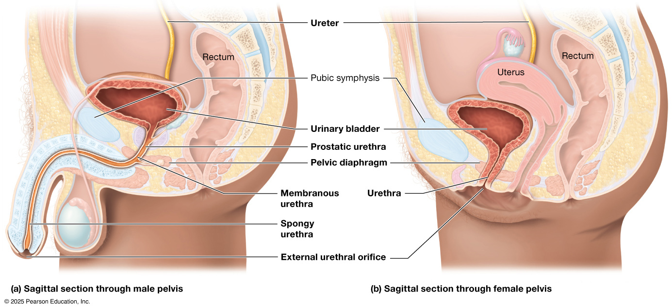Sagittal sections of male and female pelvis.