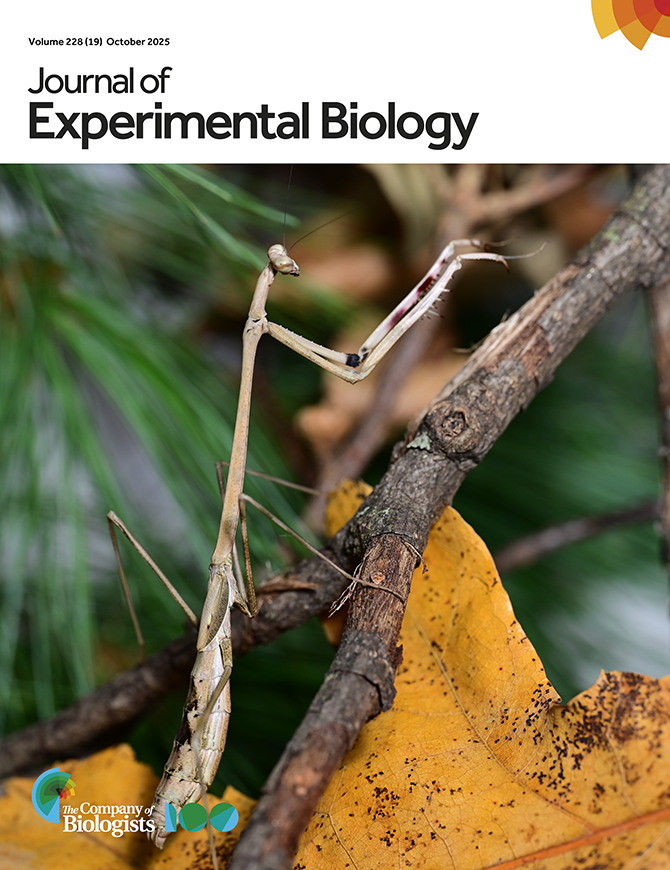 Many-to-one mapping in Mantodea cover